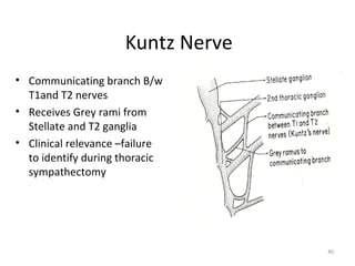 Kuntz Nerve
• Communicating branch B/w
  T1and T2 nerves
• Receives Grey rami from
  Stellate and T2 ganglia
• Clinical relevance –failure
  to identify during thoracic
  sympathectomy




                                   40
 