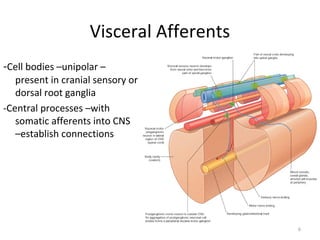 Visceral Afferents
-Cell bodies –unipolar –
   present in cranial sensory or
   dorsal root ganglia
-Central processes –with
   somatic afferents into CNS
   –establish connections




                                         6
 