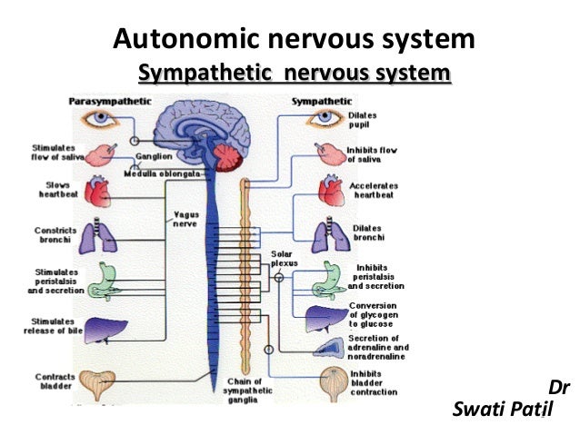 2 sympathetic nervous system