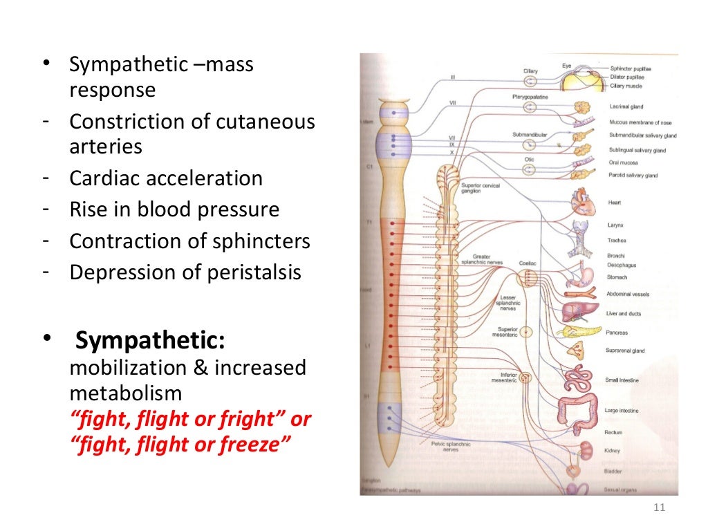 2. sympathetic nervous system