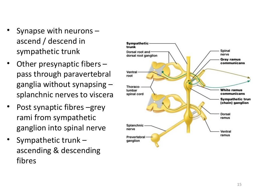 Sympathetic Nervous System Examples 2bardesign