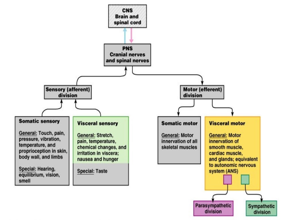 2. sympathetic nervous system