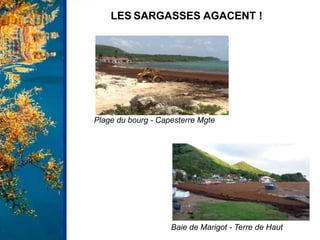 Baie de Marigot - Terre de Haut
Plage du bourg - Capesterre Mgte
LES SARGASSES AGACENT !
 