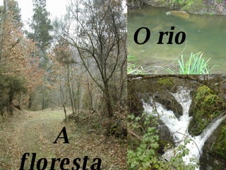 O rio A floresta 