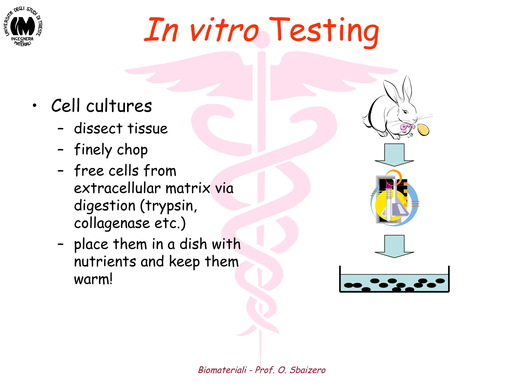 Biomateriali - Prof. O. Sbaizero
In vitro Testing
• Cell cultures
– dissect tissue
– finely chop
– free cells from
extracellular matrix via
digestion (trypsin,
collagenase etc.)
– place them in a dish with
nutrients and keep them
warm!
 