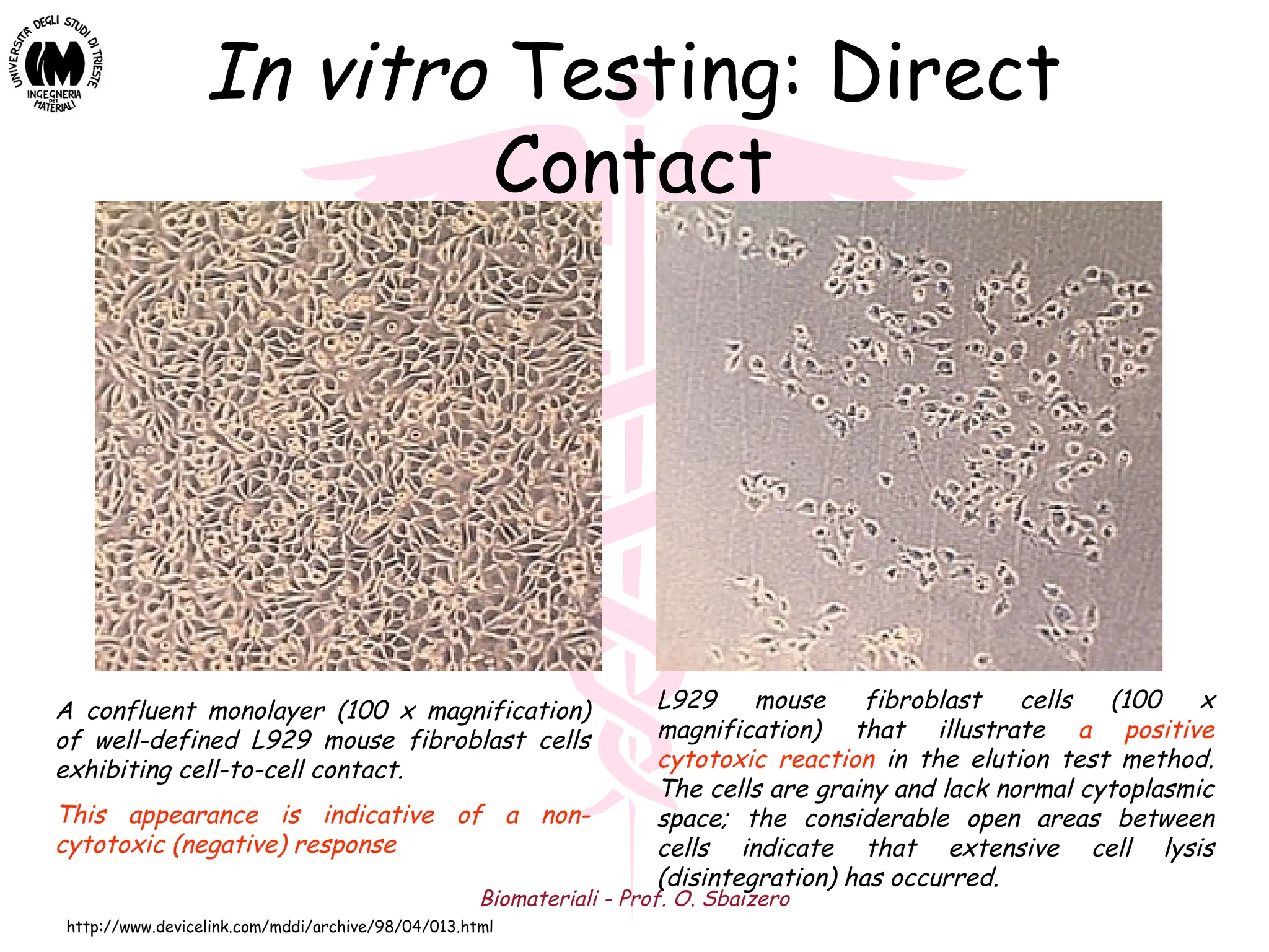 Biomateriali - Prof. O. Sbaizero
In vitro Testing: Direct
Contact
A confluent monolayer (100 x magnification)
of well-defined L929 mouse fibroblast cells
exhibiting cell-to-cell contact.
This appearance is indicative of a non-
cytotoxic (negative) response
L929 mouse fibroblast cells (100 x
magnification) that illustrate a positive
cytotoxic reaction in the elution test method.
The cells are grainy and lack normal cytoplasmic
space; the considerable open areas between
cells indicate that extensive cell lysis
(disintegration) has occurred.
http://www.devicelink.com/mddi/archive/98/04/013.html
 