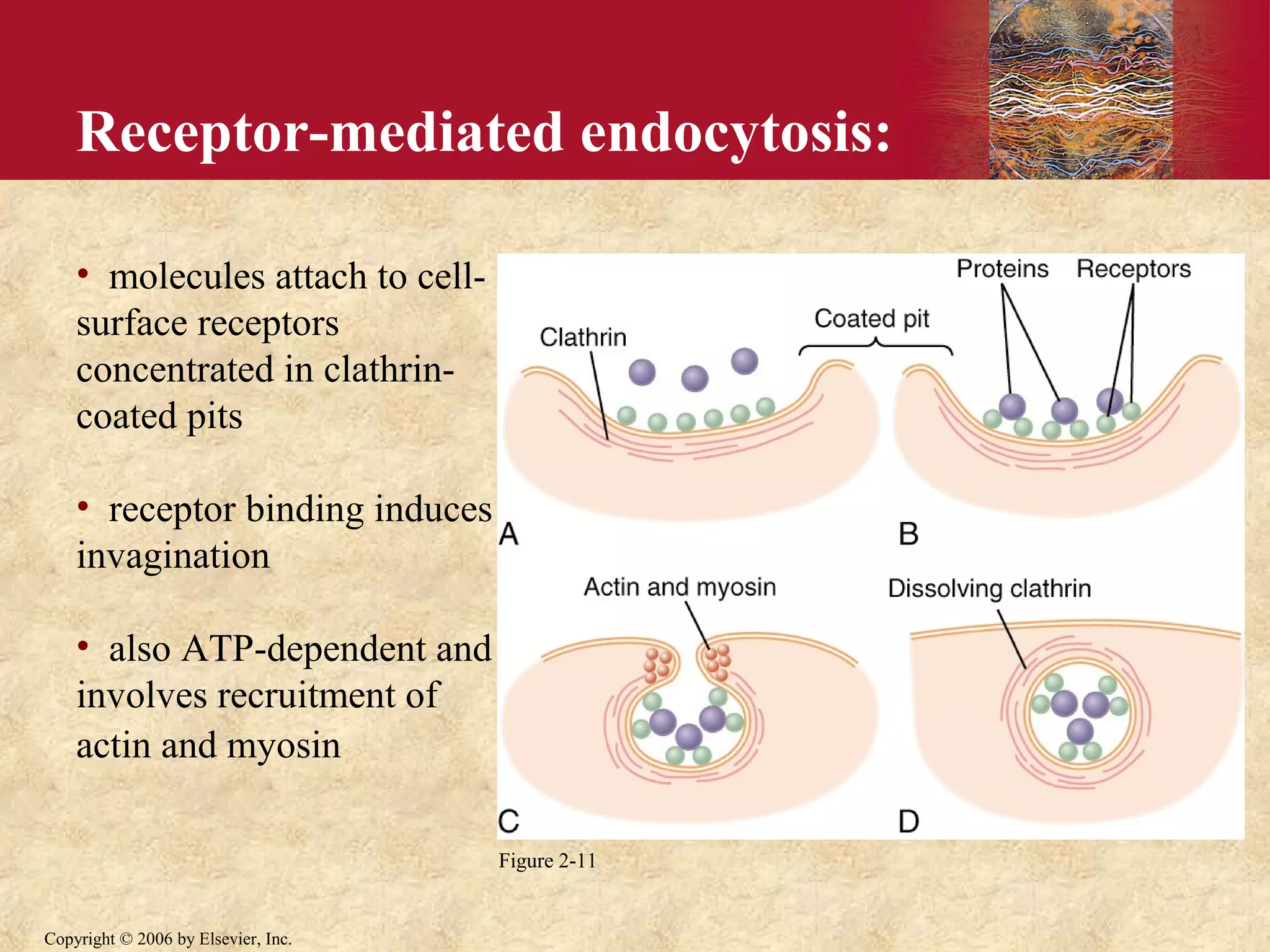 2. the cell and its function and genetic control of protein | PPT