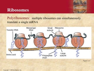 2. the cell and its function and genetic control of protein | PPT
