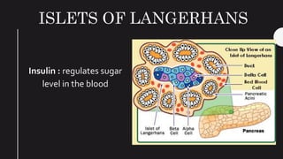 ISLETS OF LANGERHANS
Insulin : regulates sugar
level in the blood
 