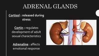 ADRENAL GLANDS
Cortisol : released during
stress
Cortin : regulates
development of adult
sexual characteristics
Adrenaline : affects
emotional response
 