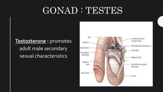 GONAD : TESTES
Testosterone : promotes
adult male secondary
sexual characteristics
 