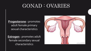 GONAD : OVARIES
Progesterone : promotes
adult female primary
sexual characteristics
Estrogen : promotes adult
female secondary sexual
characteristics
 
