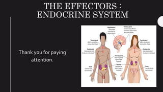 THE EFFECTORS :
ENDOCRINE SYSTEM
Thank you for paying
attention.
 