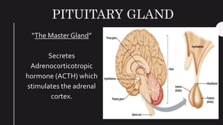 PITUITARY GLAND
“The Master Gland”
Secretes
Adrenocorticotropic
hormone (ACTH) which
stimulates the adrenal
cortex.
 