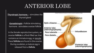 ANTERIOR LOBE
Thyrotropic hormone : : stimulates the
thyroid gland
Gonadotropin : Follicle stimulating
hormone : stimulates ovarian follicle
In the female reproductive system, an
ovarian follicle is a fluid-filled sac that
contains an immature egg, or oocyte.
These follicles are found in the ovaries.
During ovulation, a mature egg is
released from a follicle.
 