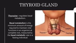 THYROID GLAND
Thyroxine : regulates basal
metabolism.
Basal metabolism is the
minimum amount of energy
required to maintain vital
functions in an organism at
complete rest, measured by
the basal metabolic rate in a
fasting individual.
 