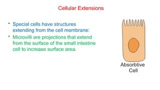 Comprehensive Overview of Cell Structure, Membrane Function, and ...