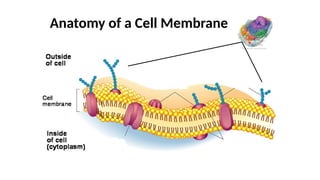 Comprehensive Overview of Cell Structure, Membrane Function, and ...