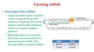 Comprehensive Overview of Cell Structure, Membrane Function, and ...