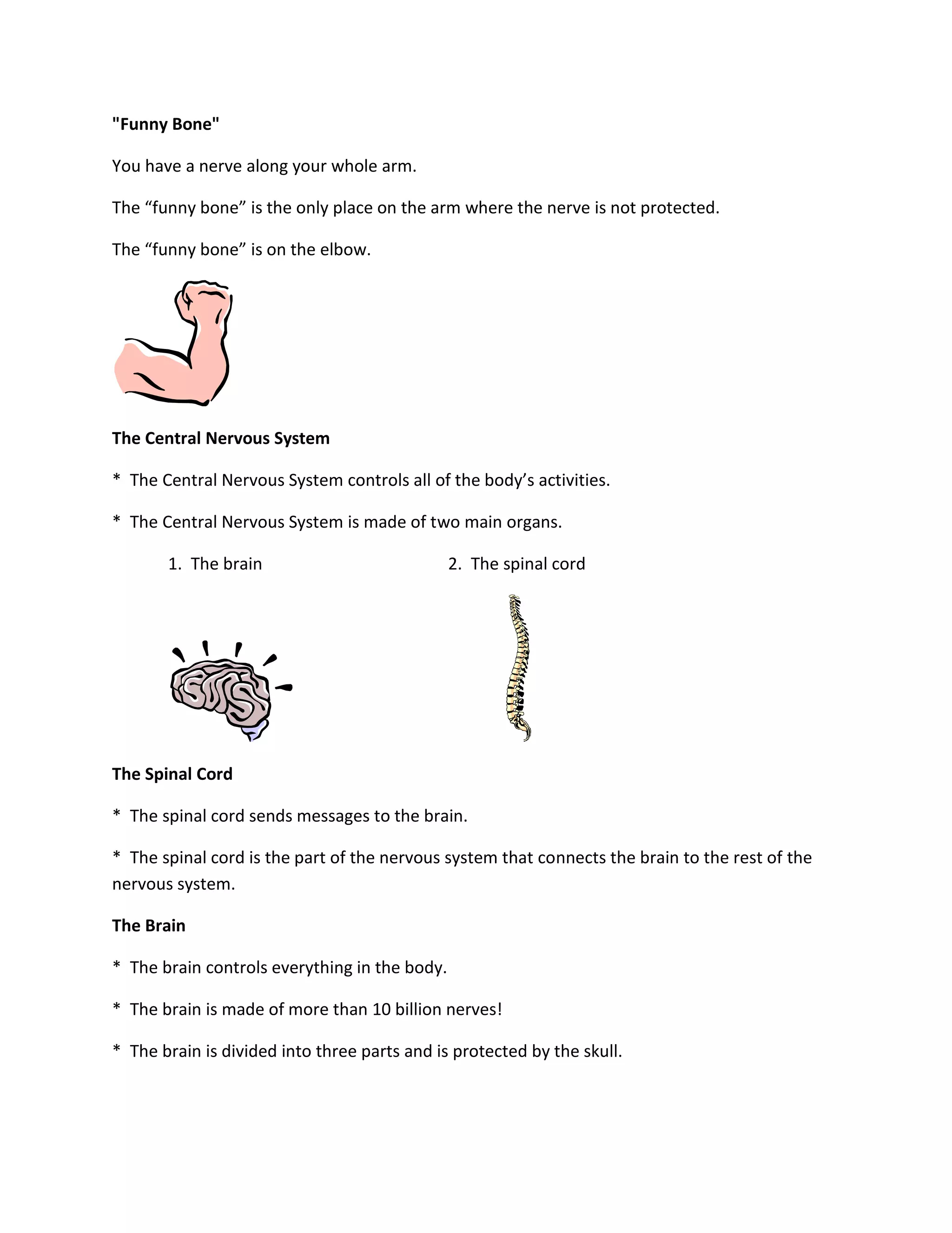 "Funny Bone"

You have a nerve along your whole arm.

The “funny bone” is the only place on the arm where the nerve is not protected.

The “funny bone” is on the elbow.




The Central Nervous System

* The Central Nervous System controls all of the body’s activities.

* The Central Nervous System is made of two main organs.

       1. The brain                            2. The spinal cord




The Spinal Cord

* The spinal cord sends messages to the brain.

* The spinal cord is the part of the nervous system that connects the brain to the rest of the
nervous system.

The Brain

* The brain controls everything in the body.

* The brain is made of more than 10 billion nerves!

* The brain is divided into three parts and is protected by the skull.
 
