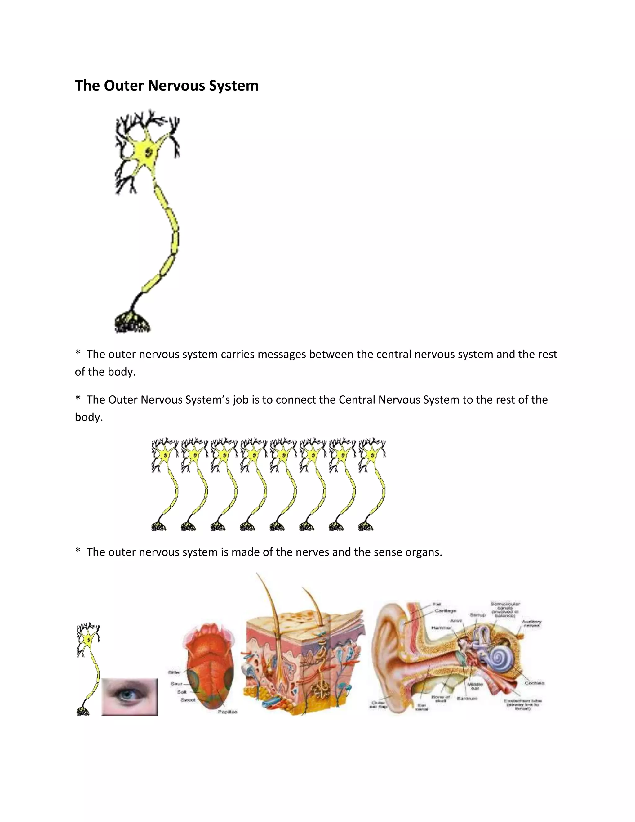 The Outer Nervous System




* The outer nervous system carries messages between the central nervous system and the rest
of the body.

* The Outer Nervous System’s job is to connect the Central Nervous System to the rest of the
body.




* The outer nervous system is made of the nerves and the sense organs.
 