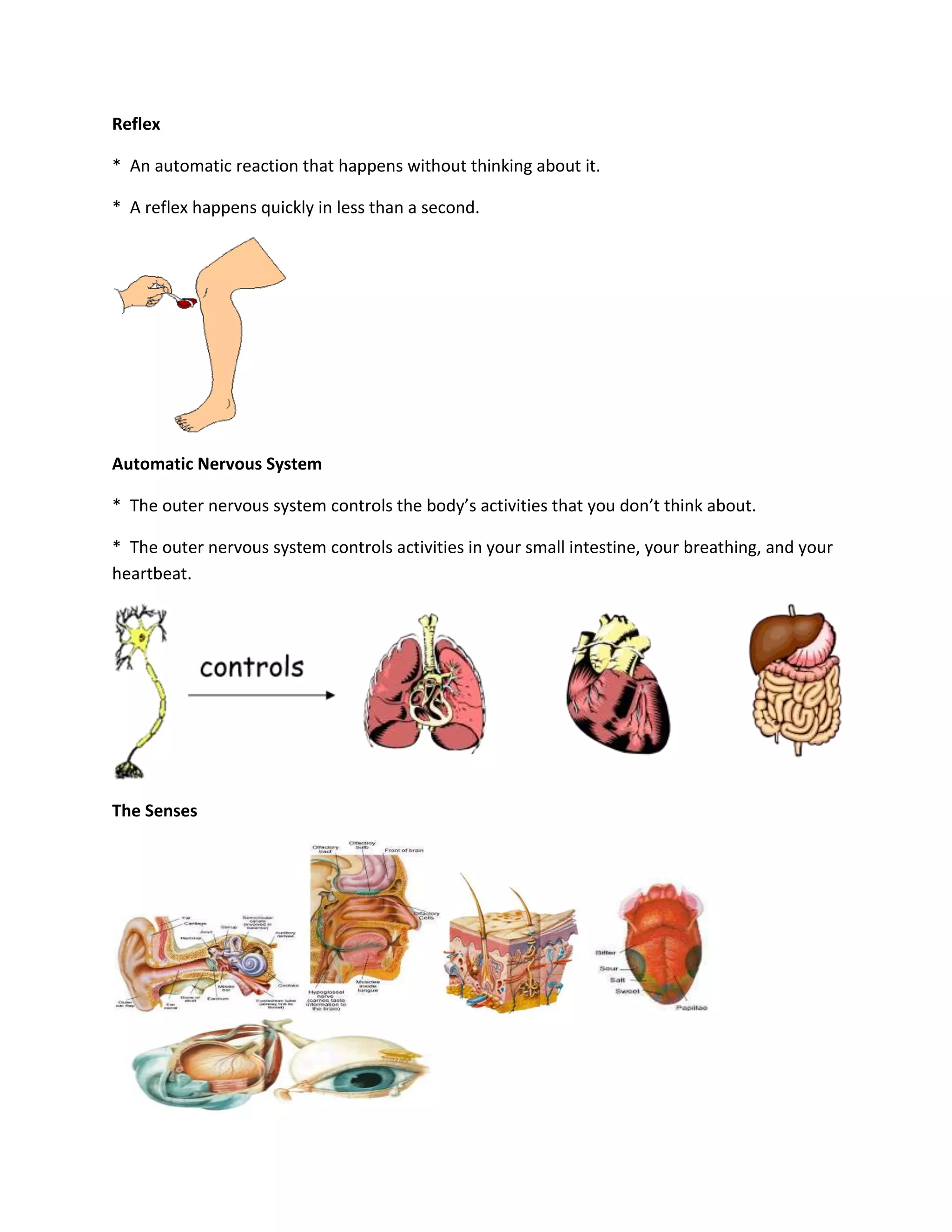 Reflex

* An automatic reaction that happens without thinking about it.

* A reflex happens quickly in less than a second.




Automatic Nervous System

* The outer nervous system controls the body’s activities that you don’t think about.

* The outer nervous system controls activities in your small intestine, your breathing, and your
heartbeat.




The Senses
 