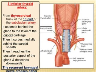 3-Inferior thyroid
artery:
From thyrocervical
trunk of the 1st part of
the subclavian artery,
It ascends behind the
gland to the level of the
cricoid cartilage.
Then it curves medially
behind the carotid
sheath.
Then it reaches the
posterior aspect of the
gland & descends
downwards.
The recurrent laryngeal 12
 