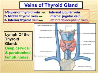 1-Superior thyroid vein internal jugular vein
2- Middle thyroid vein internal jugular vein
3- Inferior thyroid vein left brachiocephalic vein
Veins of Thyroid Gland
Lymph Of the
Thyroid
Gland:
Deep cervical
& paratracheal
lymph nodes.
13
 