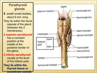 Parathyroid
glands
4 small ovoid bodies,
about 6 mm. long.
They lie within the facial
capsule of the gland,
(between the 2
membranes).
2 superior parathyroid
has a constant
position at the
middle of the
posterior border of
the gland.
2 inferior parathyroid
usually at the level
of the inferior pole.
They lie within the
thyroid tissue or
sometimes outside
14
 