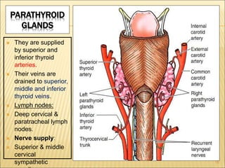 PARATHYROID
GLANDS
 They are supplied
by superior and
inferior thyroid
arteries.
 Their veins are
drained to superior,
middle and inferior
thyroid veins.
 Lymph nodes:
 Deep cervical &
paratracheal lymph
nodes.
 Nerve supply:
 Superior & middle
cervical
sympathetic 15
 