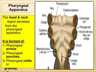 The head & neck
region develops
from the
pharyngeal
apparatus.
It is formed of:
1- Pharyngeal
arches
2- Pharyngeal
pouches.
3- Pharyngeal clefts
or
grooves. 17
Pharyngeal
Apparatus
 