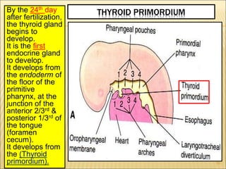 THYROID PRIMORDIUM
By the 24th day
after fertilization,
the thyroid gland
begins to
develop.
It is the first
endocrine gland
to develop.
It develops from
the endoderm of
the floor of the
primitive
pharynx, at the
junction of the
anterior 2/3rd &
posterior 1/3rd of
the tongue
(foramen
cecum).
It develops from
the (Thyroid
primordium). 19
 