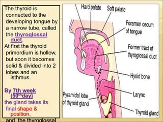 The thyroid is
connected to the
developing tongue by
a narrow tube, called
the thyroglossal
duct.
At first the thyroid
primordium is hollow,
but soon it becomes
solid & divided into 2
lobes and an
isthmus.
By 7th week
(50thday)
the gland takes its
final shape &
position,
21
 