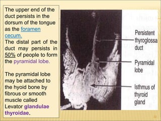 The upper end of the
duct persists in the
dorsum of the tongue
as the foramen
cecum.
The distal part of the
duct may persists in
50% of people to form
the pyramidal lobe.
The pyramidal lobe
may be attached to
the hyoid bone by
fibrous or smooth
muscle called
Levator glandulae
thyroidae.
22
 