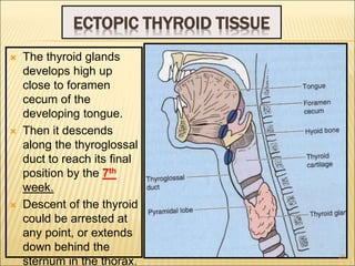 ECTOPIC THYROID TISSUE
 The thyroid glands
develops high up
close to foramen
cecum of the
developing tongue.
 Then it descends
along the thyroglossal
duct to reach its final
position by the 7th
week.
 Descent of the thyroid
could be arrested at
any point, or extends
down behind the
sternum in the thorax.
25
 
