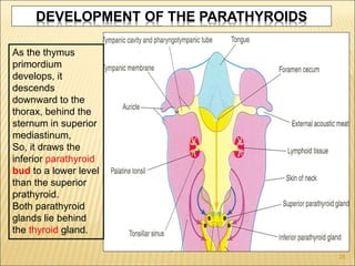 DEVELOPMENT OF THE PARATHYROIDS
As the thymus
primordium
develops, it
descends
downward to the
thorax, behind the
sternum in superior
mediastinum,
So, it draws the
inferior parathyroid
bud to a lower level
than the superior
prathyroid.
Both parathyroid
glands lie behind
the thyroid gland.
28
 