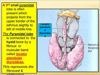 A 3rd small pyramidal
lobe is often
present which
projects from the
upper border of the
isthmus slightly to
left of middle line.
The Pyramidal lobe
is connected to the
hyoid bone by a
fibrous or
muscular band
called levator
glandulae
thyroideae.
This represents the
fibrosed &
Levator
glandula
e
thyroidea
e
7
 