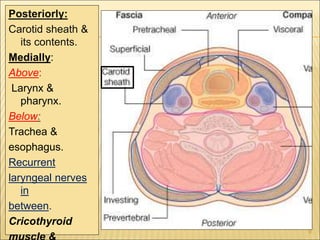 Posteriorly:
Carotid sheath &
its contents.
Medially:
Above:
Larynx &
pharynx.
Below:
Trachea &
esophagus.
Recurrent
laryngeal nerves
in
between.
Cricothyroid
9
 