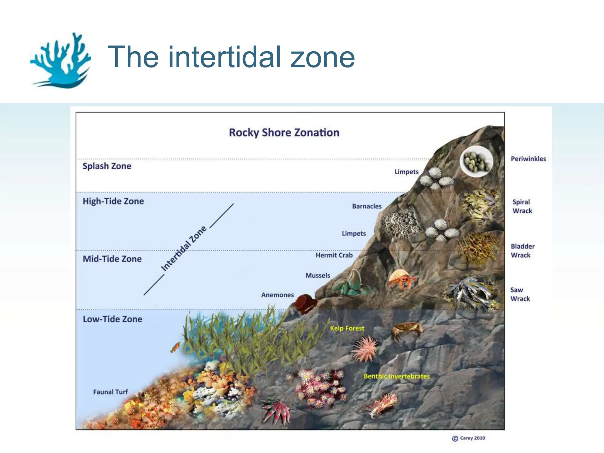 The intertidal zone
4
 