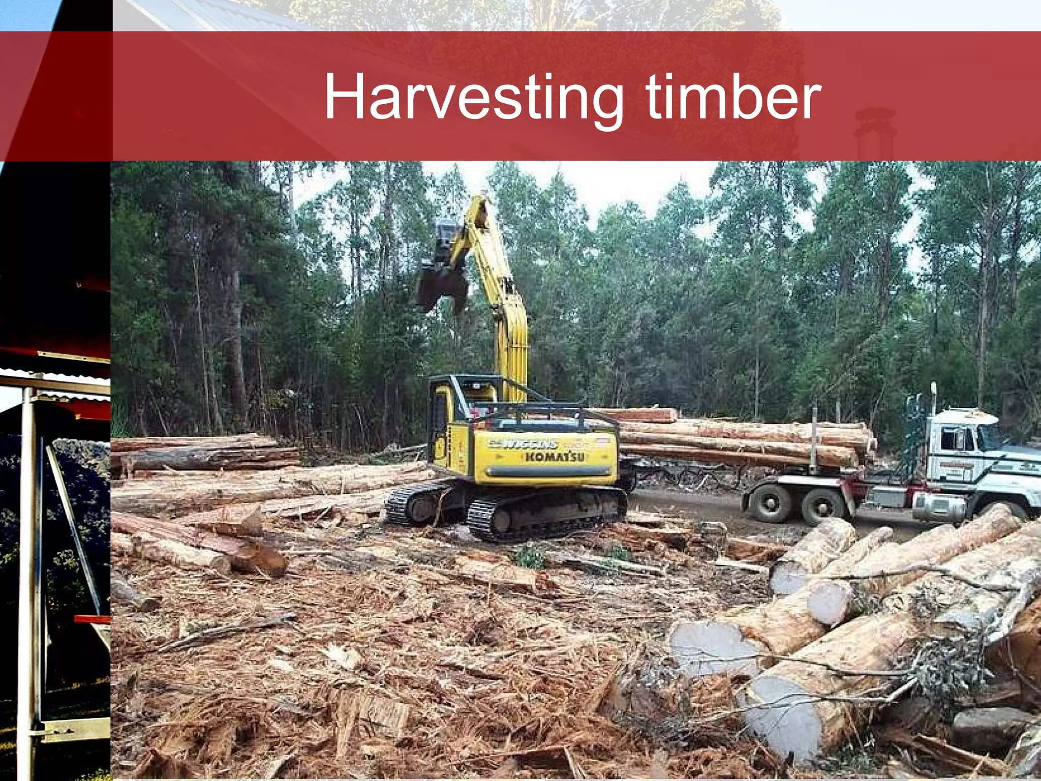 Harvesting timber 