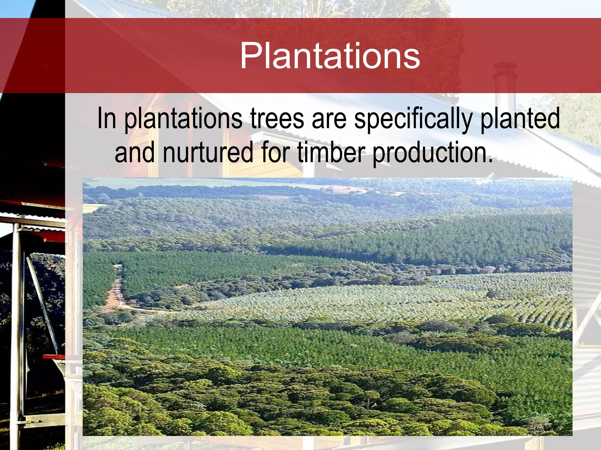 Plantations In plantations trees are specifically planted and nurtured for timber production. 