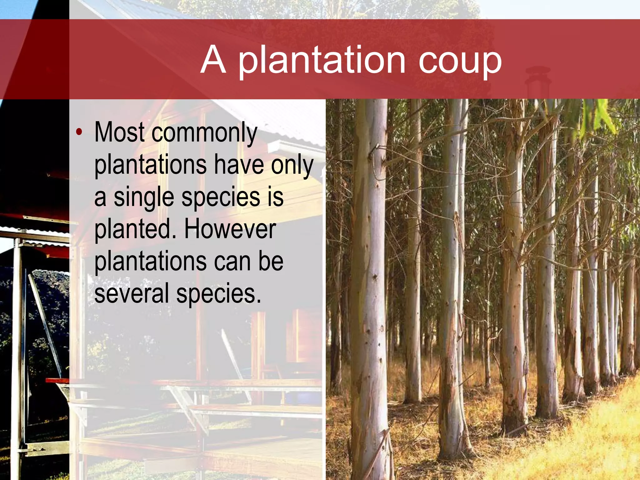 A plantation coup Most commonly plantations have only a single species is planted. However plantations can be several species. 