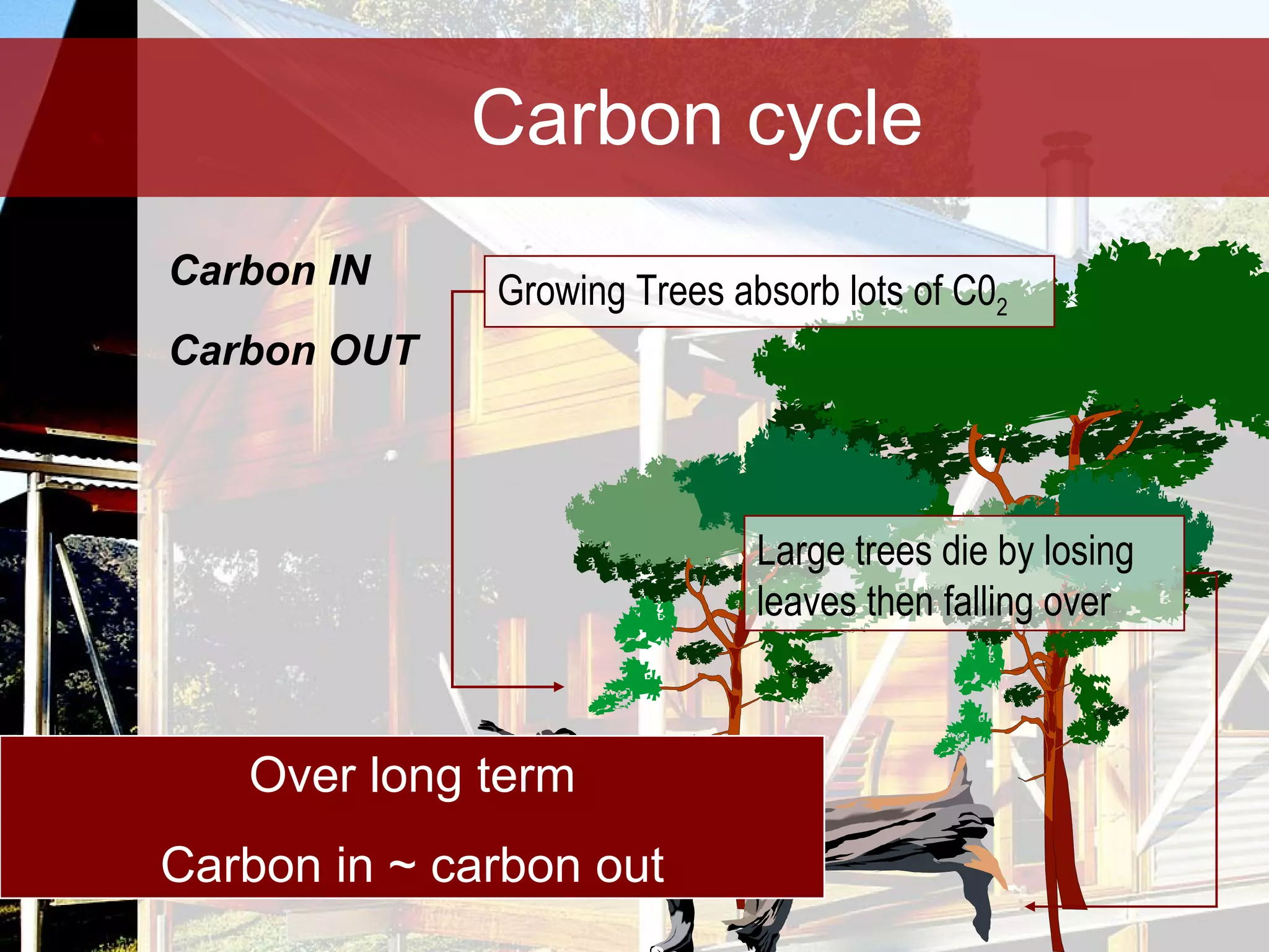 Carbon cycle Carbon IN Carbon OUT Over long term Carbon in ~ carbon out Growing Trees absorb lots of C0 2 Large trees die by losing leaves then falling over 