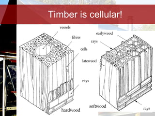 Timber is cellular! 