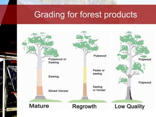 Grading for forest products 
