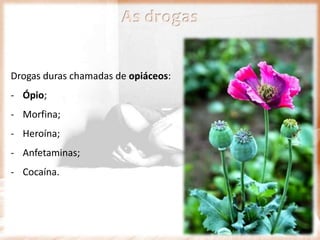 Drogas duras chamadas de opiáceos:
- Ópio;
- Morfina;
- Heroína;
- Anfetaminas;
- Cocaína.
As drogas
 