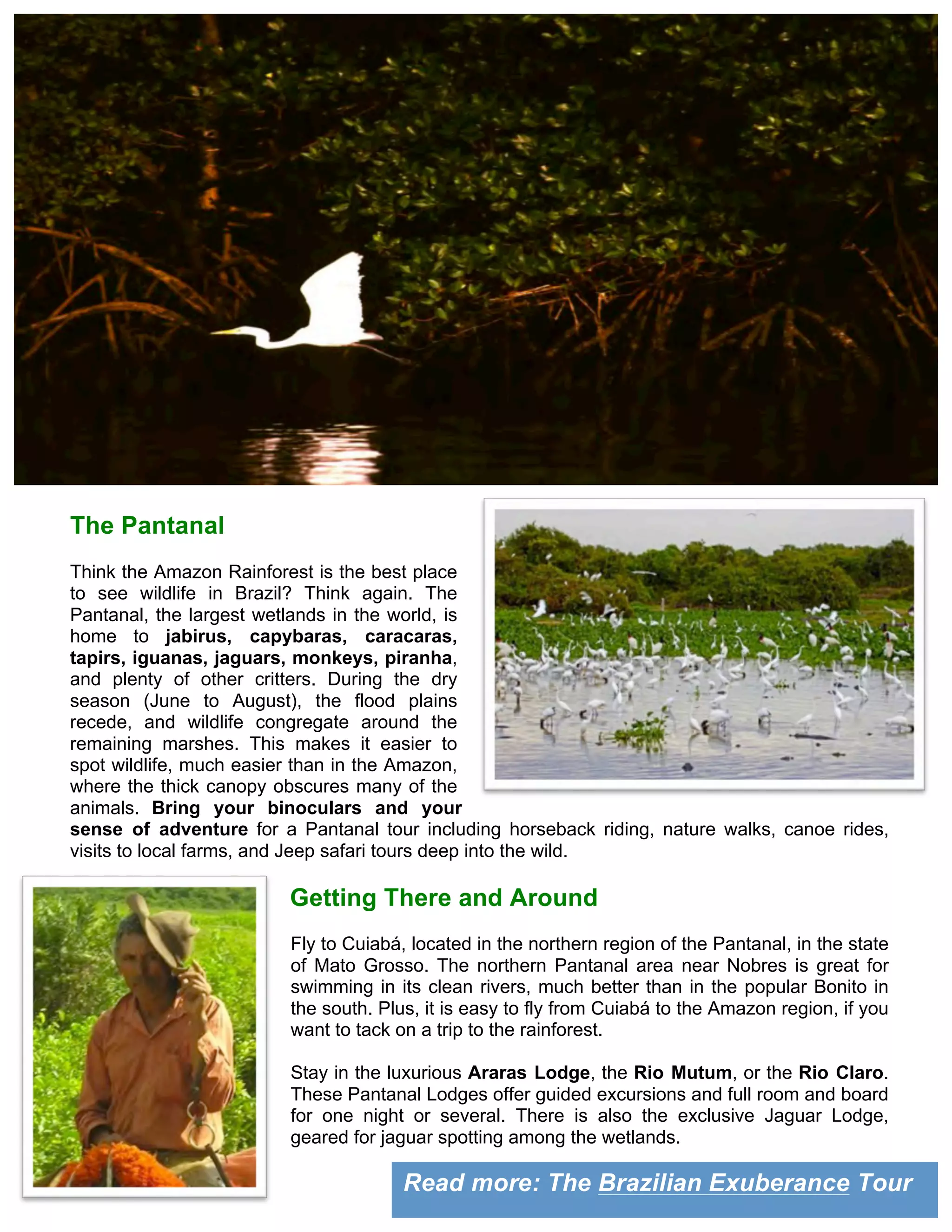 Read more: The Brazilian Exuberance Tour
	
  
The Pantanal	
  
Think the Amazon Rainforest is the best place
to see wildlife in Brazil? Think again. The
Pantanal, the largest wetlands in the world, is
home to jabirus, capybaras, caracaras,
tapirs, iguanas, jaguars, monkeys, piranha,
and plenty of other critters. During the dry
season (June to August), the flood plains
recede, and wildlife congregate around the
remaining marshes. This makes it easier to
spot wildlife, much easier than in the Amazon,
where the thick canopy obscures many of the
animals. Bring your binoculars and your
sense of adventure for a Pantanal tour including horseback riding, nature walks, canoe rides,
visits to local farms, and Jeep safari tours deep into the wild.
Getting There and Around
Fly to Cuiabá, located in the northern region of the Pantanal, in the state
of Mato Grosso. The northern Pantanal area near Nobres is great for
swimming in its clean rivers, much better than in the popular Bonito in
the south. Plus, it is easy to fly from Cuiabá to the Amazon region, if you
want to tack on a trip to the rainforest.
Stay in the luxurious Araras Lodge, the Rio Mutum, or the Rio Claro.
These Pantanal Lodges offer guided excursions and full room and board
for one night or several. There is also the exclusive Jaguar Lodge,
geared for jaguar spotting among the wetlands.
 