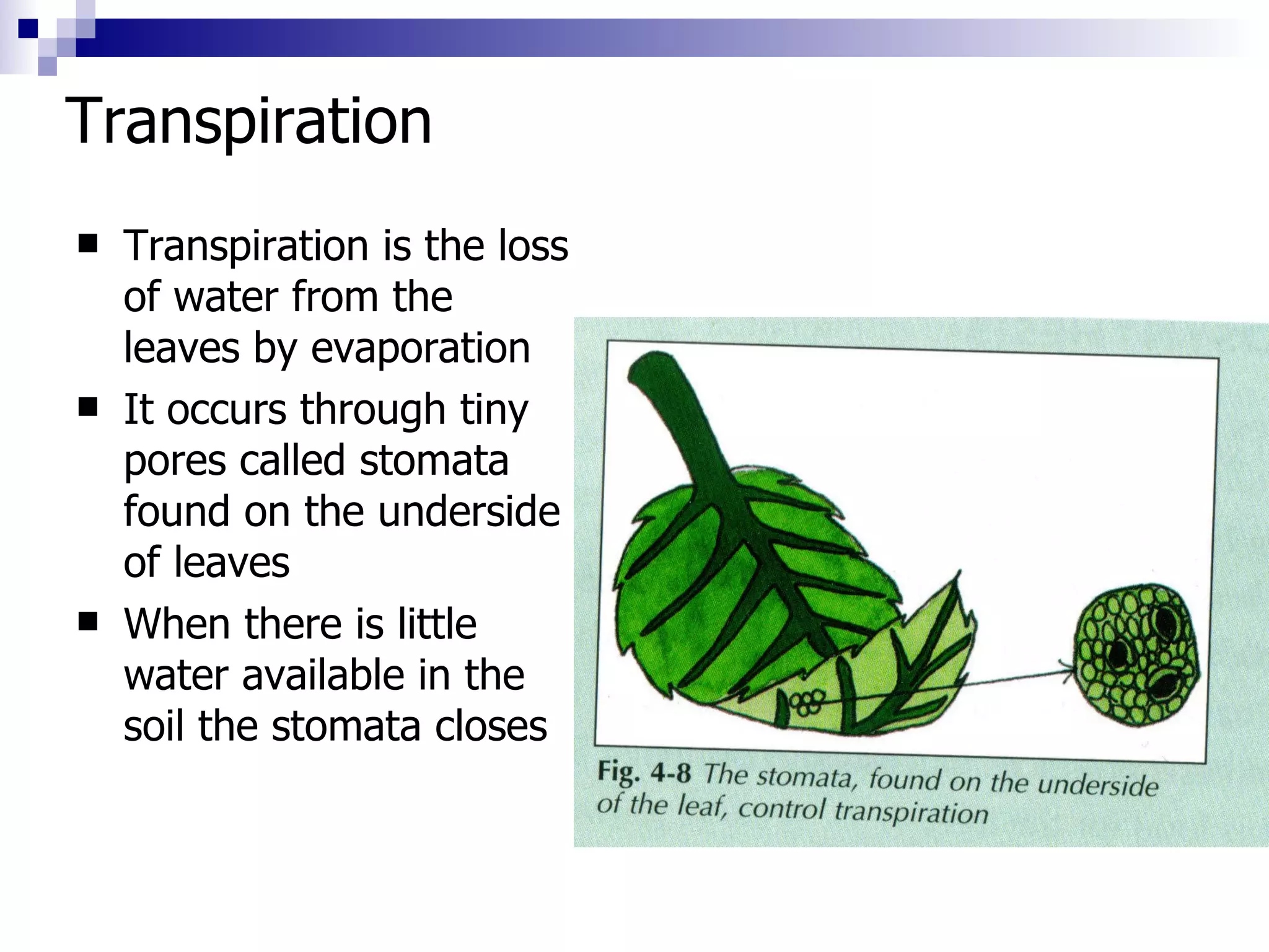 Transpiration  Transpiration is the loss of water from the leaves by evaporation It occurs through tiny pores called stomata found on the underside of leaves When there is little water available in the soil the stomata closes 