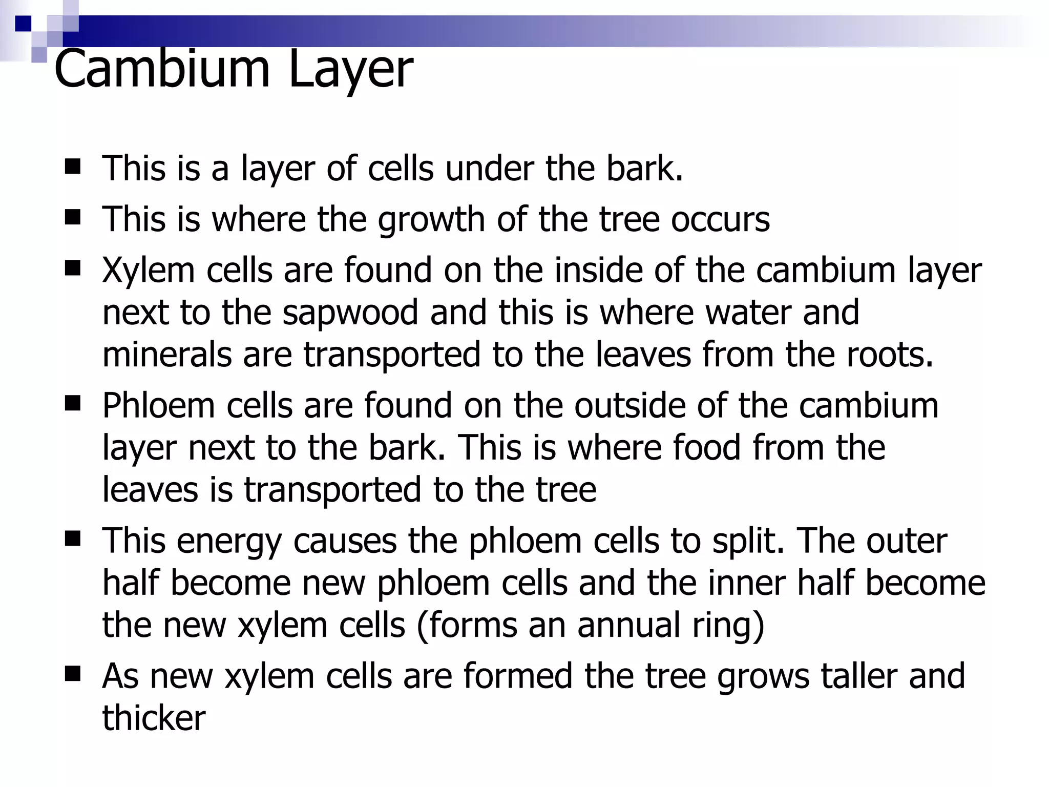 Cambium Layer This is a layer of cells under the bark. This is where the growth of the tree occurs Xylem cells are found on the inside of the cambium layer next to the sapwood and this is where water and minerals are transported to the leaves from the roots.  Phloem cells are found on the outside of the cambium layer next to the bark. This is where food from the leaves is transported to the tree This energy causes the phloem cells to split. The outer half become new phloem cells and the inner half become the new xylem cells (forms an annual ring) As new xylem cells are formed the tree grows taller and thicker 