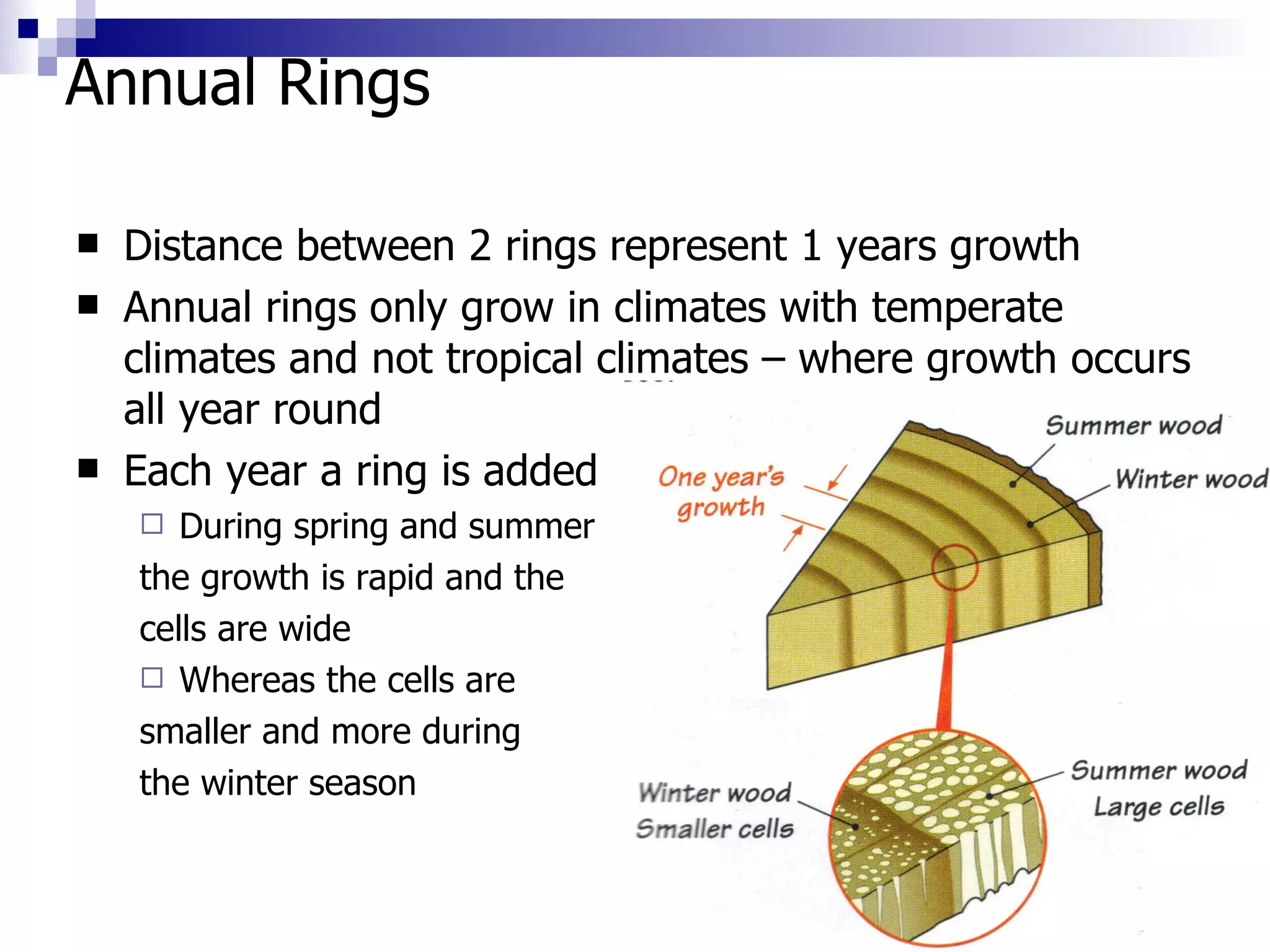 Annual Rings Distance between 2 rings represent 1 years growth Annual rings only grow in climates with temperate climates and not tropical climates – where growth occurs all year round Each year a ring is added During spring and summer  the growth is rapid and the  cells are wide Whereas the cells are  smaller and more during  the winter season 